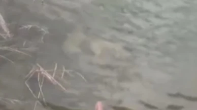 Eskişehir’de Boynuna Taş Bağlanıp Suya Atılan İki Köpek Yavrusu Ölü Bulundu