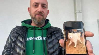 Köpeğini Bulana 50 Bin TL Ödül Koydu, Dolandırıcıların Hedefi Oldu