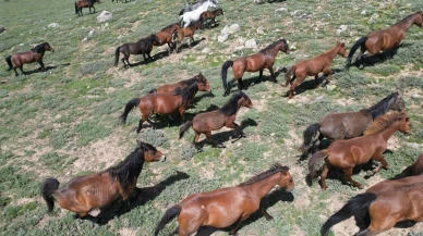YILKI ATLARI DRON İLE GÖRÜNTÜLENDİ