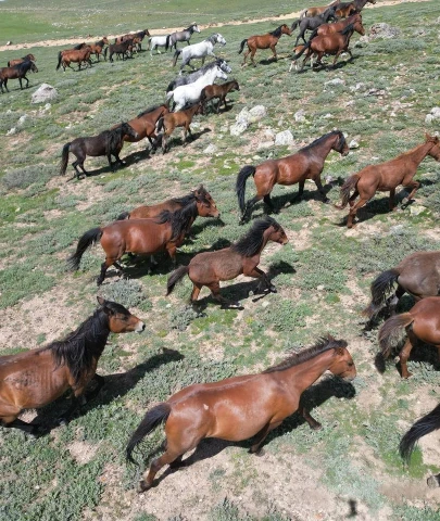 YILKI ATLARI DRON İLE GÖRÜNTÜLENDİ