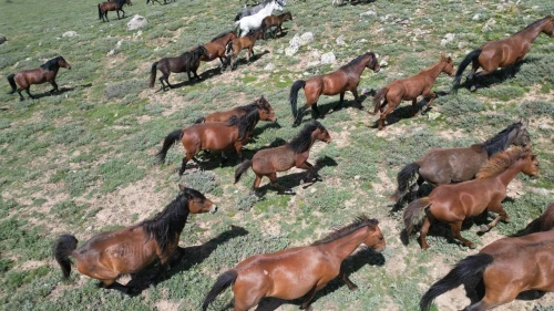 YILKI ATLARI DRON İLE GÖRÜNTÜLENDİ
