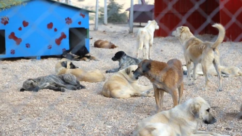 ESKİŞEHİR KENT KONSEYİ HAYVAN HAKLARI ÇALIŞMA GRUBU DOĞAL YAŞAM ALANINDA İNCELEME YAPTI